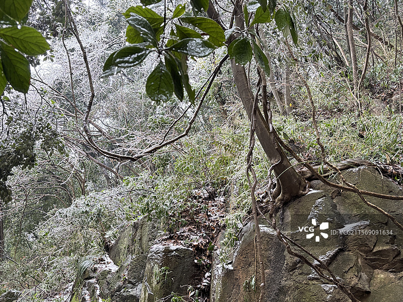 湖州 吴兴  茅坞村 天字山 2024年 冻雨 极端天气 徒步图片素材