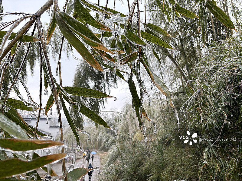 湖州 吴兴  茅坞村 天字山 2024年 冻雨 极端天气 徒步图片素材