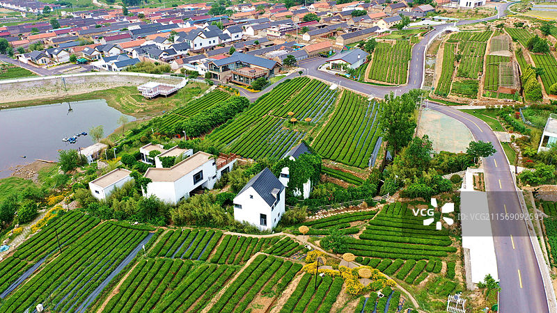 航拍百里绿茶长廊  感受五月采茶盛景图片素材