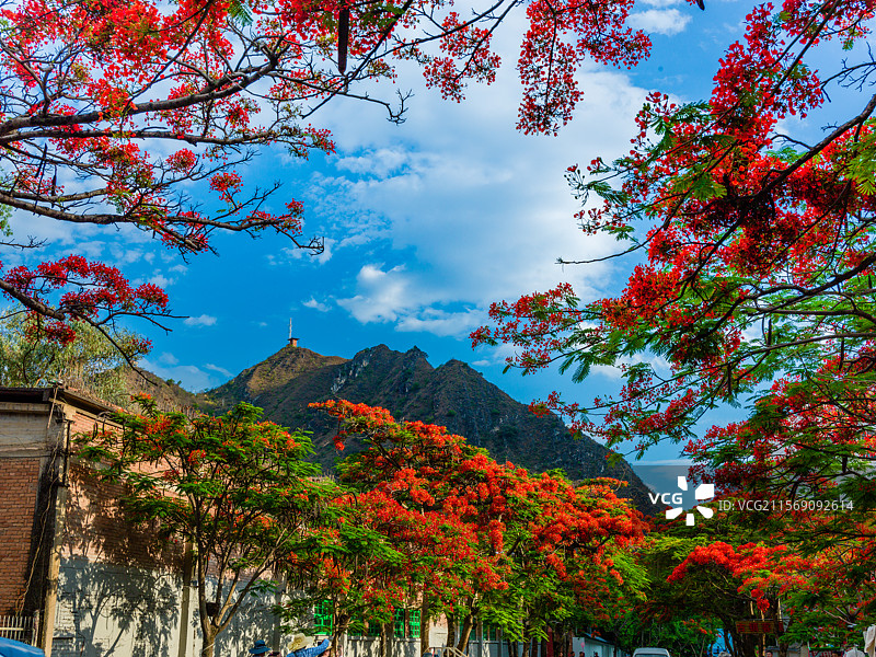 云南省玉溪市易门县绿汁镇凤凰花风光图片素材