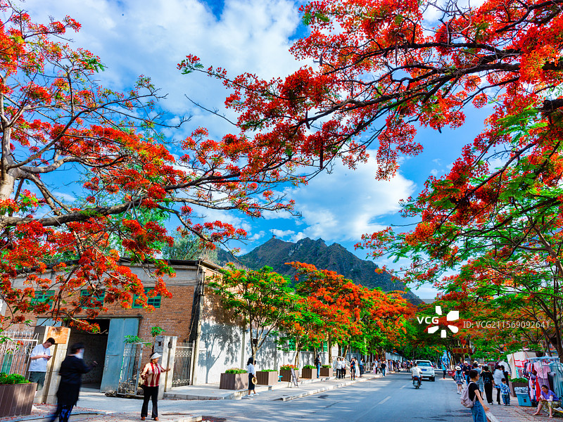 云南省玉溪市易门县绿汁镇凤凰花风光图片素材