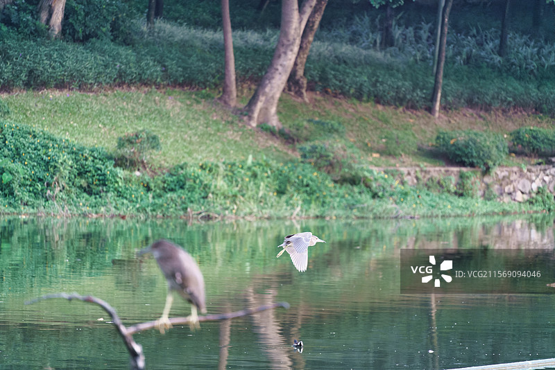 广州麓湖公园的夜鹭图片素材