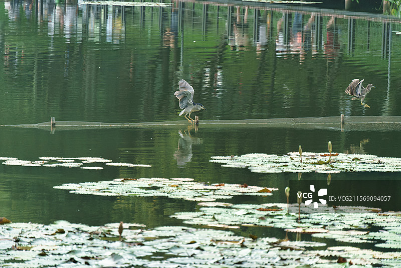 广州麓湖公园的夜鹭掠影图片素材