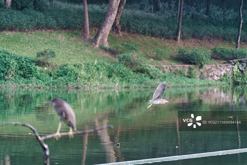 广州麓湖公园的夜鹭图片素材