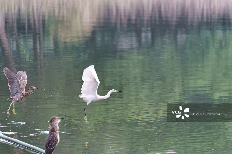广州麓湖公园的鹭鸟风姿图片素材
