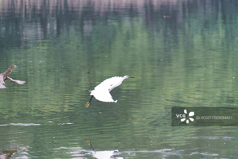 广州麓湖公园的鹭鸟图片素材