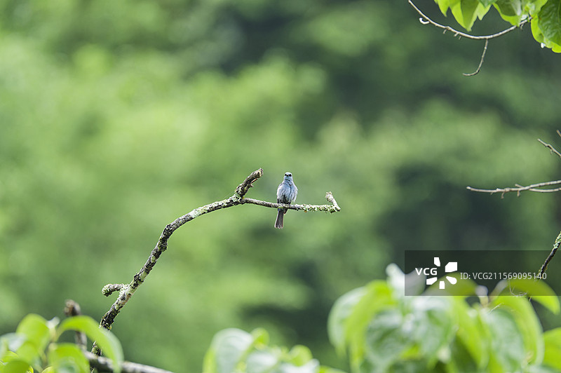 广州从化吕田雨中的蓝色小鸟铜蓝鹟图片素材