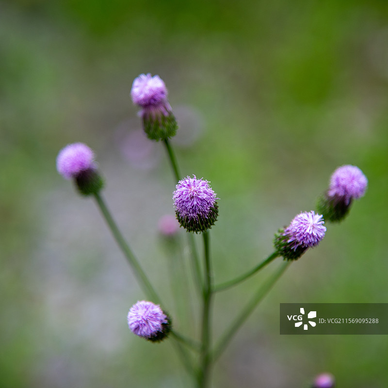泥胡菜花图片素材