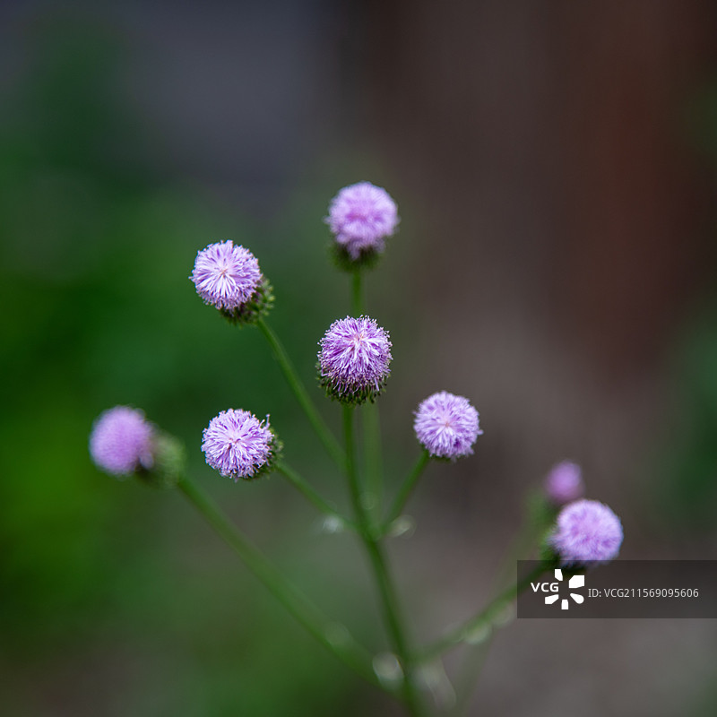 泥胡菜花头图片素材