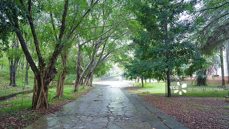 绿色治愈的大树图片素材