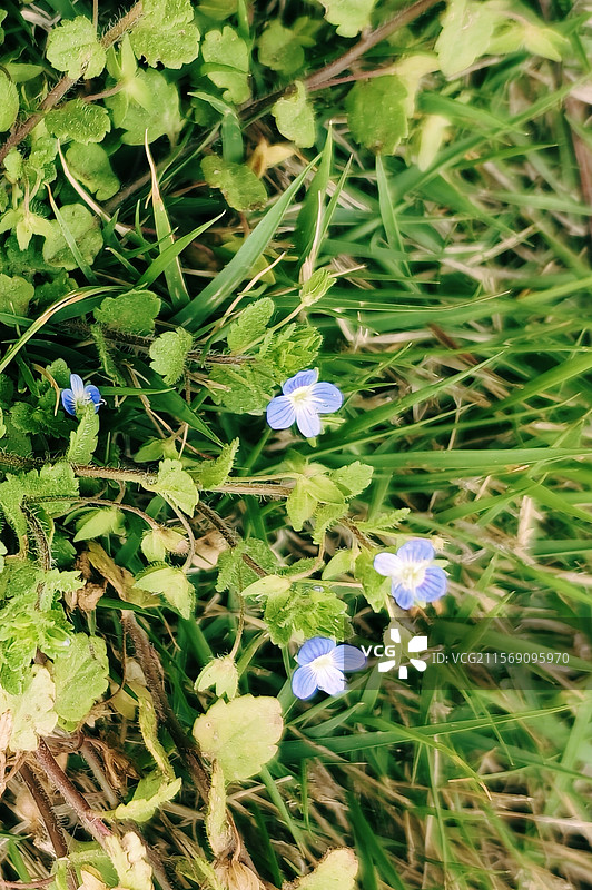 阿拉伯婆婆纳（别名波斯婆婆纳、肾子草）图片素材