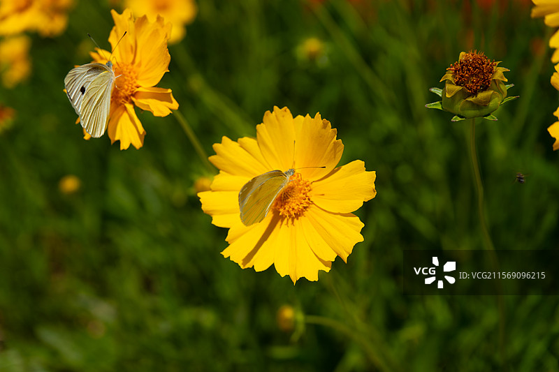 路边盛开的金鸡菊图片素材