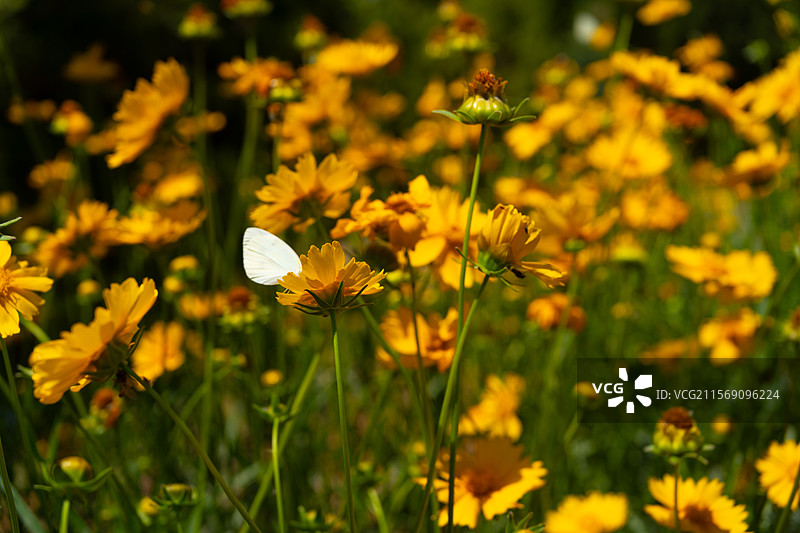路边盛开的金鸡菊图片素材