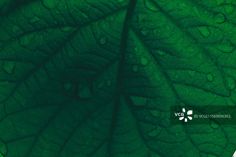 叶脉｜雨后图片素材