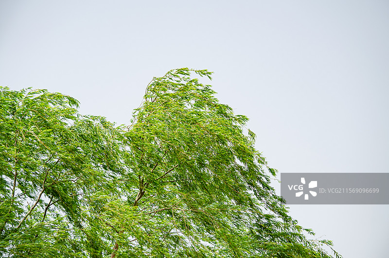 中国野生植物拍摄主题，白色的天空背景，大风吹歪了杨树树冠，户外白昼无人图像摄影图片素材
