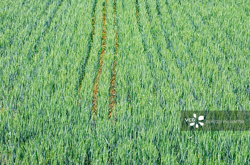 中国野生植物和野外植物拍摄主题，春天的田地里生长出一片绿色的小麦麦田，户外白昼无人图像摄影图片素材
