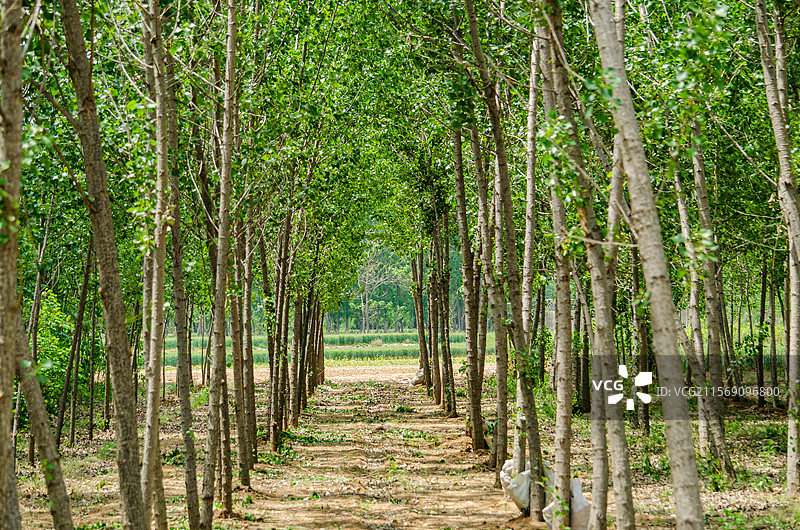 中国野生植物拍摄主题，春天和夏天的成一排的白杨树林森林，户外白昼无人图像摄影图片素材