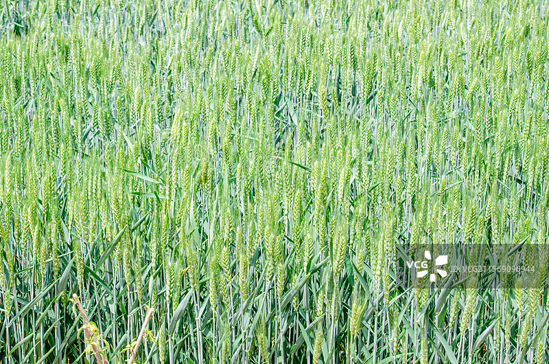 中国野生植物和野外植物拍摄主题，春天的田地里生长出一片绿色的小麦麦田，户外白昼无人图像摄影图片素材