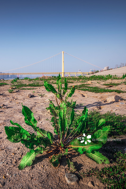 武汉洪山江滩杨泗港大桥下的绿色植物图片素材