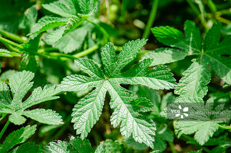 中国野生植物拍摄主题，陆地生长出绿色的嫩芽的拉拉秧葎草勒草、葛勒子秧、拉拉藤，户外白昼无人图像摄影图片素材