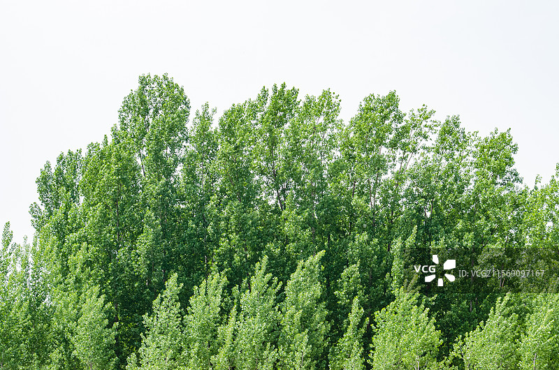 中国野生植物拍摄主题，白色的天空背景，大风吹歪了杨树树冠，户外白昼无人图像摄影图片素材