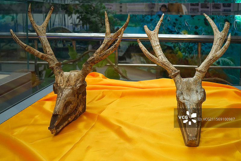 山东诸城地质博物馆鹿化石展品图片素材