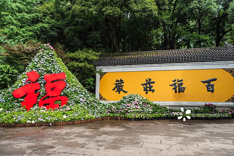 杭州灵隐飞来峰景区永福寺无尽夏绣球花展图片素材