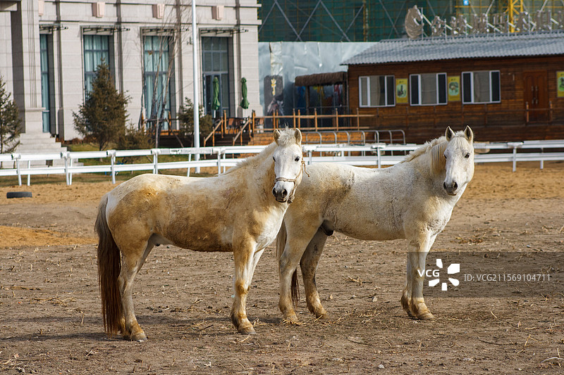 户外马场两匹站立的白马特写，冬季户外城市，动物饲养宠物赛马马术，生活比赛娱乐图片素材