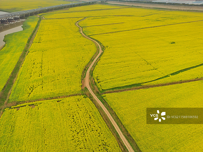 油菜花海 武汉蒜鸟图片素材