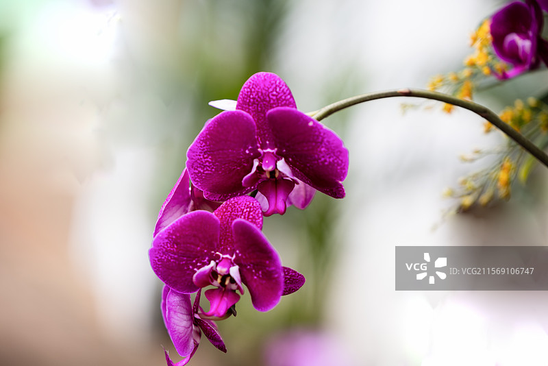 兰花之魅（二）：昆明植物园内盛开的美丽的兰花、宝莲花，以及罕见而珍贵的兰花螳螂。图片素材