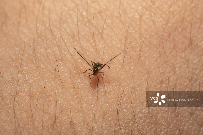 皮肤上的微小昆虫图片素材