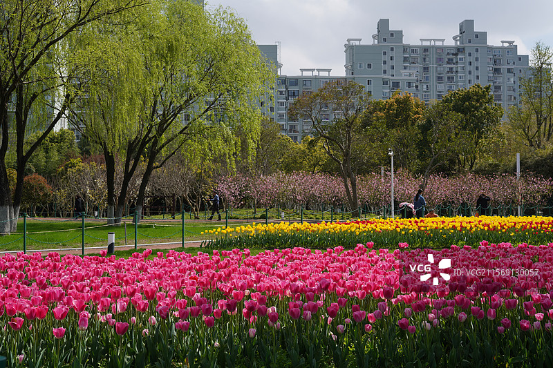 上海公园的郁金香图片素材