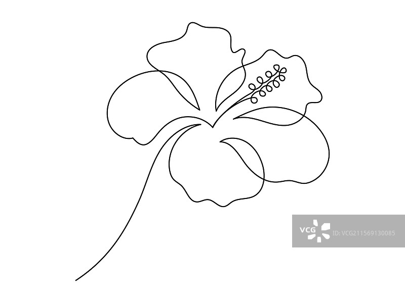 一笔画的木槿花图片素材