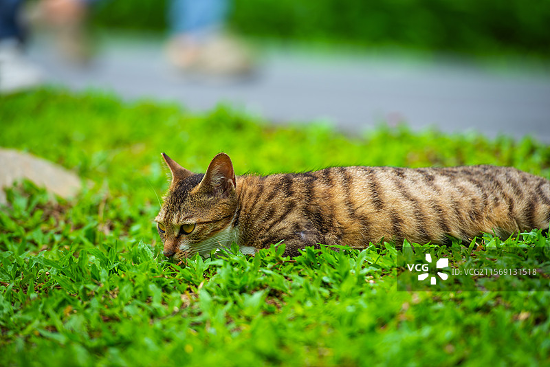 猫在地上的特写镜头图片素材
