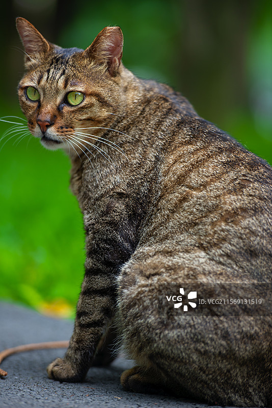 猫在地上的特写镜头图片素材