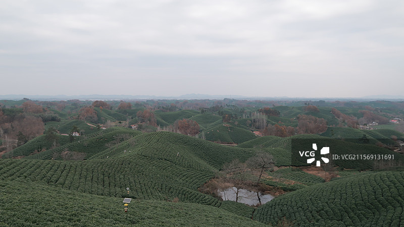 旅游地点信阳文新茶村绿色茶田茶叶图片素材