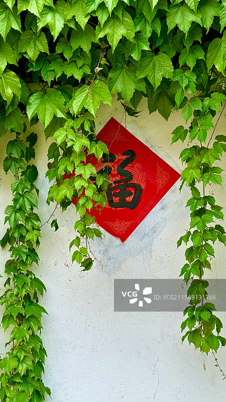 上海嘉定州桥老街一面爬满绿藤的墙上有个“福”字图片素材