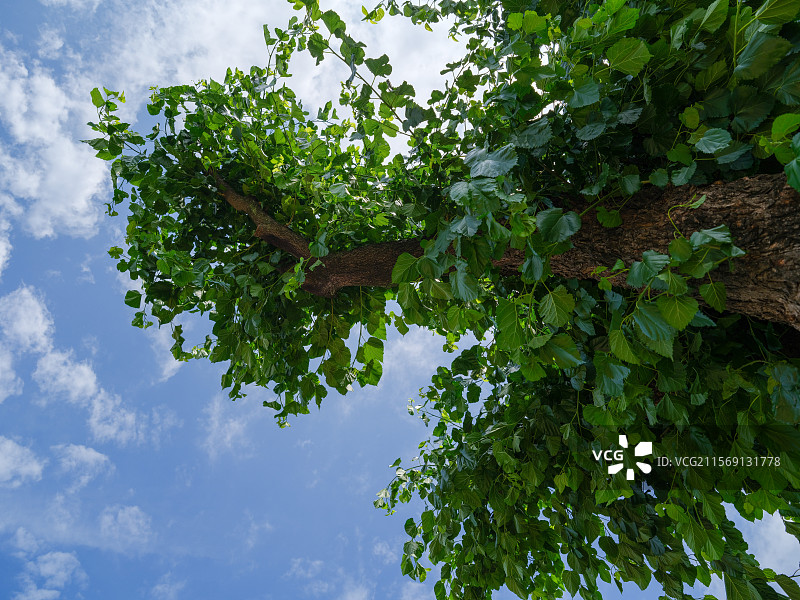 绍兴新昌县丝绸世界旅游区，国礼级丝绸，以非遗之名，铭刻情谊的厚重，始于1912，丝路未央。图片素材