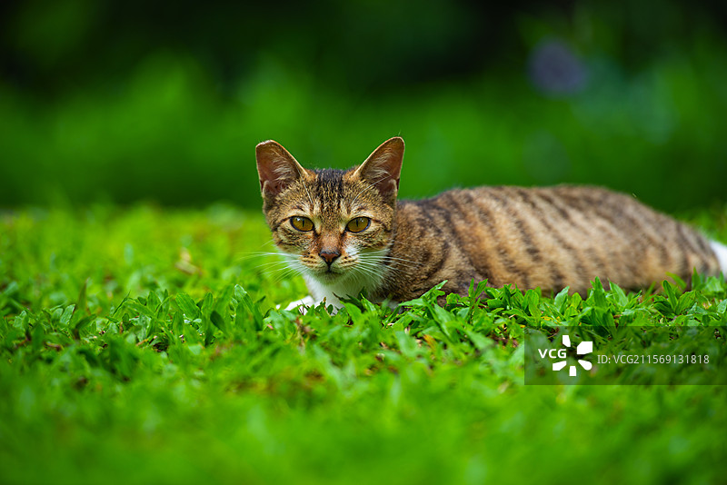 猫在地上的特写镜头图片素材