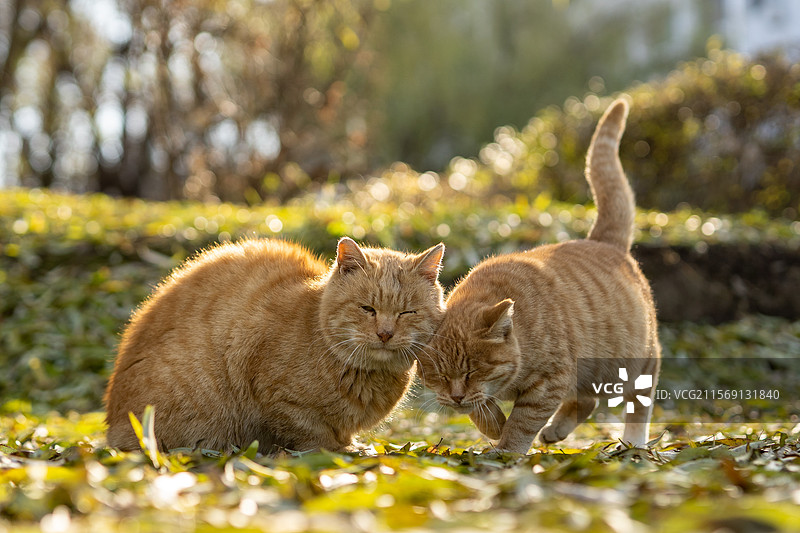 猫咪情侣图片素材