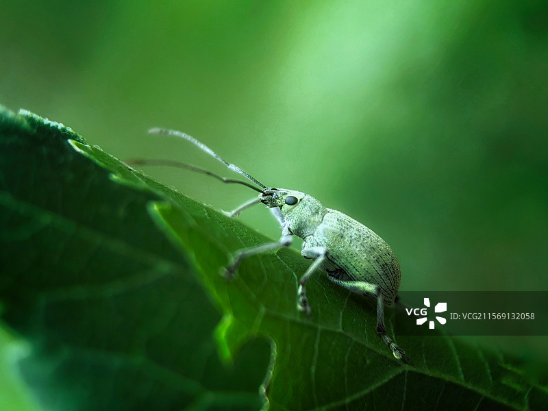 翠叶上的小精灵：微距镜头下，浅绿象鼻虫静栖于深绿叶片，触角轻探，尽显自然生机与灵动之美。图片素材