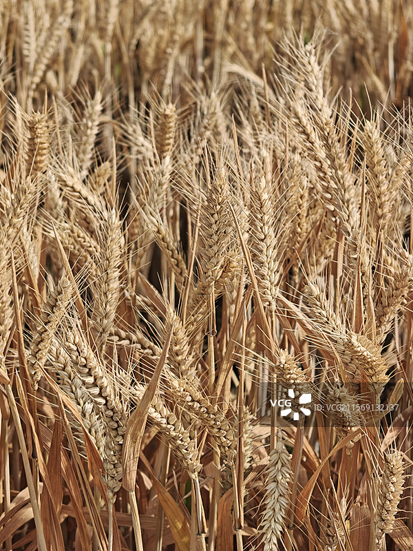 金黄小麦图片素材