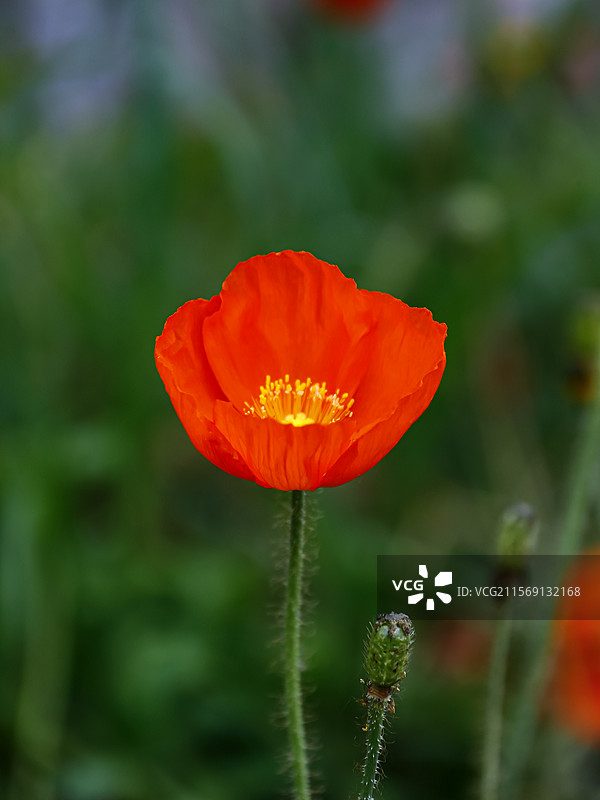 红颜独绽图片素材