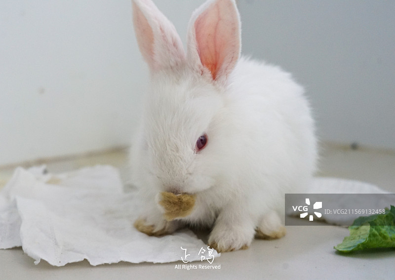 兔兔舔爪图片素材
