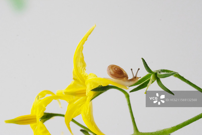 白色背景下。西红柿花和蜗牛。微距高清风景。高清背景图图片素材