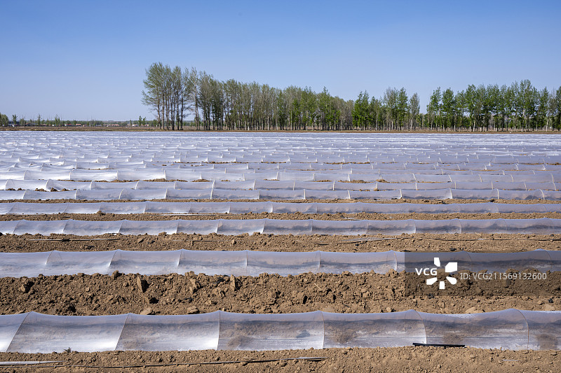 覆膜的农田，地膜，耕作技术图片素材