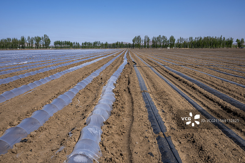覆膜的农田，地膜，耕作技术图片素材