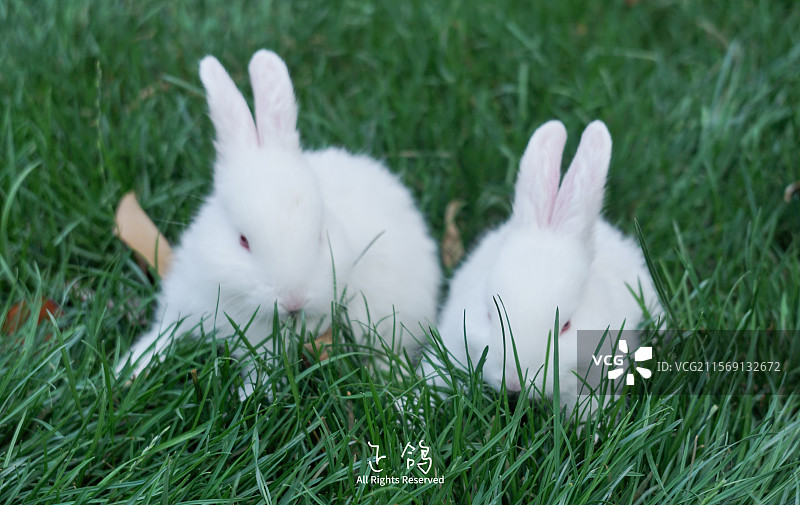 兔兔吃草图片素材