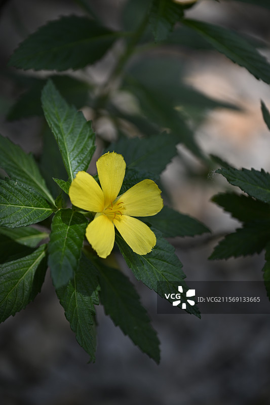 曼听公园图片素材