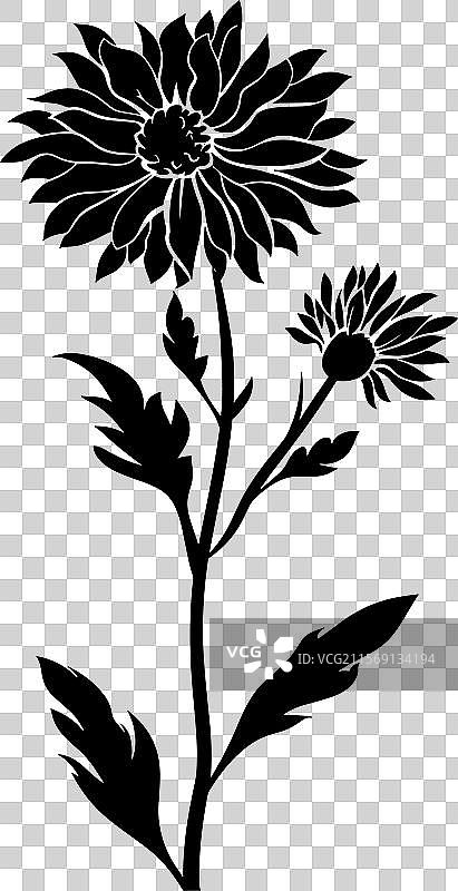 最佳的紫菀花图标 紫菀花剪影图片素材